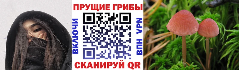 купить наркоту  Лысково  Псилоцибиновые грибы MAGIC MUSHROOMS 